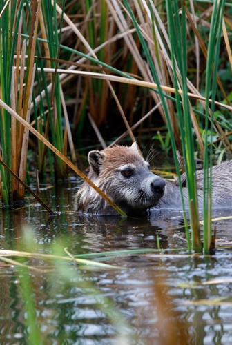 Madrona Marsh Nature Walk